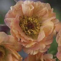 Geum \'Mai Tai\' - 1 bare root geum plant