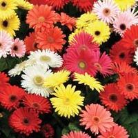 Gerbera jamesonii \'T&M Mixed\' F2 Hybrid - 1 packet (30 gerbera seeds)