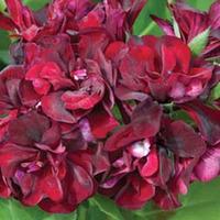 Geranium \'Black Rose\' - 10 geranium jumbo plug plants