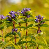 gentiana cruciata large plant 1 x 8cm potted gentiana plant