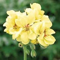 Geranium \'Custard Cream\' - 3 x 10.5cm potted geranium plant