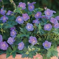 Geranium \'Rozanne\' - 1 geranium jumbo plug plant