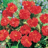 Geum \'Blazing Sunset\' (Garden Ready) - 15 geum garden ready plants