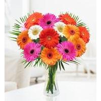 Gerbera Surprise