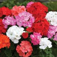 geranium parade 400 small plugs 280 free 3rd delivery period