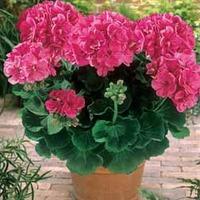 Geranium \'PAC Sassa\' - 5 geranium plug plants