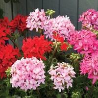 geranium stellar mixed 70 medium plugs grow on delivery