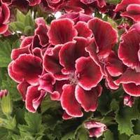 Geranium \'Aristo Red Beauty\' - 10 geranium plug plants