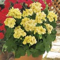 Geranium \'First Yellow Improved\' - 6 geranium plants in 10.5cm pots