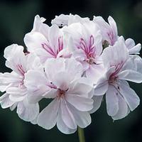 Geranium \'Blanche Roche\' - 5 geranium plug plants