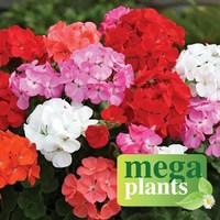 Geranium Parade 12 Mega Plants