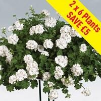 geranium white ivy trailing 12 large plants