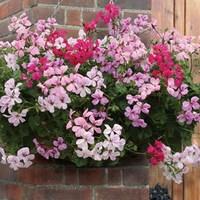 Geranium Balcony Trailing 'Early Delivery' 50 Medium Plugs + 20 FREE