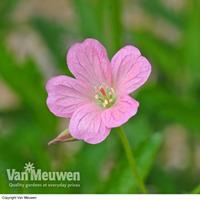 Geranium oxonianum \'Wargrave Pink\' (Large Plant) - 1 geranium plant in 1 litre pot