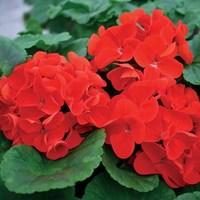 geranium fire queen 280 plants 4th delivery period