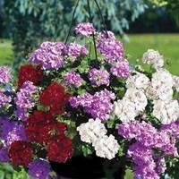 geranium ruby tint mixed trailing 1 pre planted hanging basket