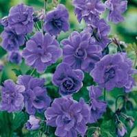 Geranium himalayense \'Plenum\' (Hardy) - 1 bare root geranium himalayense plant