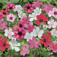 geranium red passion mix hardy 8 bare root geranium plants