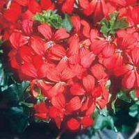 geranium balcon red 5 geranium plug plants