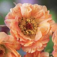 Geum \'Mai Tai\' - 1 bare root geum plant