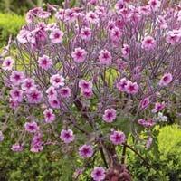 Geranium maderense - 1 geranium plant in 12cm pot