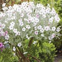 Geranium maderense \'White\' - 1 geranium plant in 12cm pot