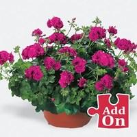 geranium nealit trailing 3 large plants