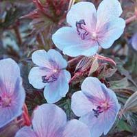 Geranium pratense \'Midnight Blue\' (Hardy) - 3 bare root geranium plants