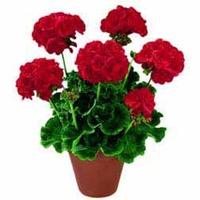 geranium pac robe 5 geranium plug plants