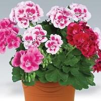 Geranium Zonal Collection 1 Pre Planted Container