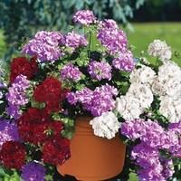 geranium ruby tint mixed trailing 1 pre planted container