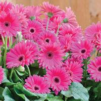 Gerbera \'Sweet Dreams\' - 1 gerbera plant in 7cm pot