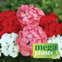 geranium verona dream 12 mega plants