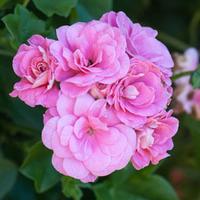 Geranium \'Trailing Light Pink\' (Large Plant) - 2 geranium plants in 3 litre pots