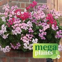 Geranium Balcony Trailing 12 Mega Plants