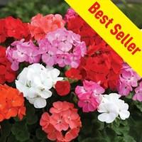 geranium parade 39early delivery39 50 medium plugs 20 free