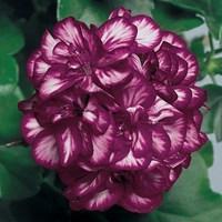 Geranium Burgundy Bicolour (Trailing) 6 Large Plants