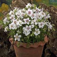 Geranium pratense \'Double Jewel\' (Hardy) - 1 bare root geranium plant