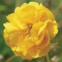 Geum \'Double Sunrise\' - 1 bare root geum plant