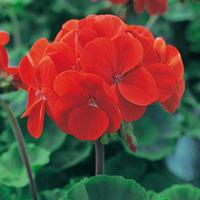 Geranium \'Ultimate Red\' (Garden ready) - 30 garden ready geranium plug plants