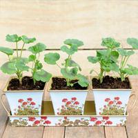 geranium design windowsill pots and tray set 1 pots and tray set