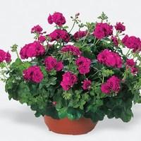 Geranium Nealit (Trailing) 12 x 12cm Pots