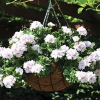 Geranium White Ivy (Trailing) 6 x 9 cm Pots