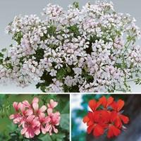 geranium mixed ivy trailing 6 x 12cm pots