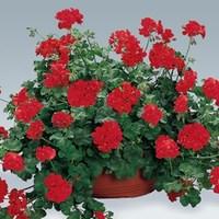 geranium red trailing 12 x 9cm pots