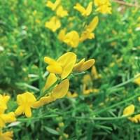 Genista Lydia 3 x 9cm Plants