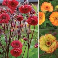 Geum Collection 6 Jumbo Plants