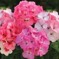 geranium pearly pink 39early delivery39 70 ready plants