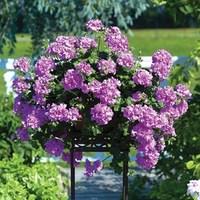 geranium lilac trailing 6 jumbo plants