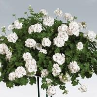 geranium white ivy trailing 6 jumbo plants